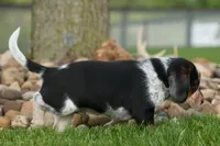 Cypress 🦴🐶, a male Beagle for sale in Fresno, OH – 8 of 10