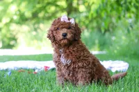 Willow, a female Miniature Goldendoodle for sale in Fresno, OH – 4 of 5