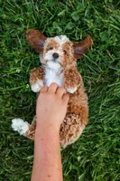 Ginger 🌸, a female Poodle - Miniature  for sale in Fresno, OH – 9 of 10