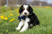 Elon, a male Miniature Bernedoodle for sale in Fresno, OH – Photo 4 of 5