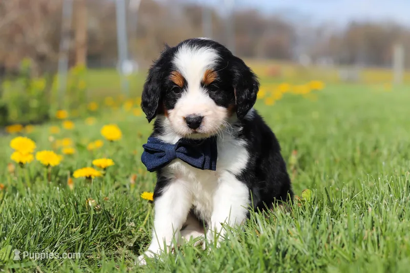 Elon – Miniature Bernedoodle puppy for sale in Fresno, OH