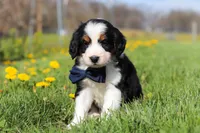 Elon, a male Miniature Bernedoodle for sale in Fresno, OH – Photo 1 of 5