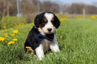 Elon, a male Miniature Bernedoodle for sale in Fresno, OH – Photo 5 of 5
