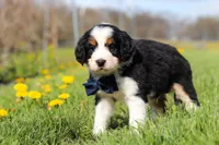 Elon, a male Miniature Bernedoodle for sale in Fresno, OH – Photo 3 of 5