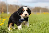 Elon, a male Miniature Bernedoodle for sale in Fresno, OH – Photo 2 of 5