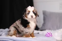 Zuzu, a female Miniature Bernedoodle for sale in Fresno, OH – Photo 2 of 5