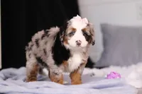 Zuzu, a female Miniature Bernedoodle for sale in Fresno, OH – Photo 5 of 5