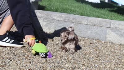 Cliff, a male Newfypoo for sale in Fresno, OH – 8 of 8