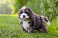 Finn, a male Miniature Bernedoodle for sale in Fresno, OH – 4 of 6