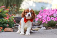 Logan, a male Cavalier King Charles Spaniel for sale in Fresno, OH – 6 of 7