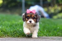 Everest, a female Cavapoo for sale in Fresno, OH – 2 of 8