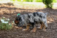 Letti 🐶💗, a female Cocker Spaniel for sale in Fresno, OH – 6 of 8