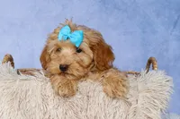 Eugene 💛🐾, a male Havapoo for sale in Fresno, OH – 2 of 9