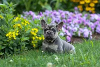 Finley 🐶, a female French Bulldog for sale in Fresno, OH – 6 of 9