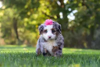 Taylor, a female Miniature Bernedoodle for sale in Fresno, OH – 2 of 8
