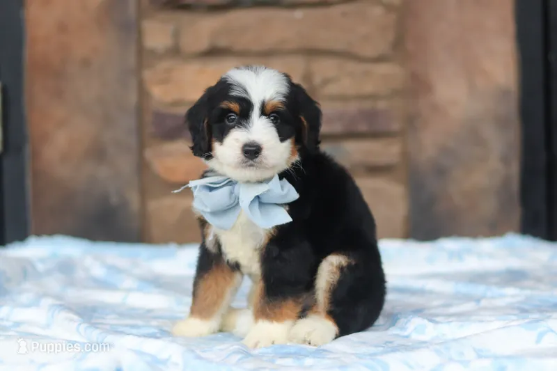 Max – Miniature Bernedoodle puppy for sale in Fresno, OH
