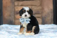 Max, a male Miniature Bernedoodle for sale in Fresno, OH – 1 of 5