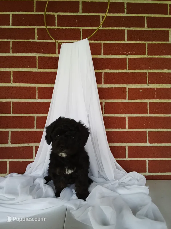 🐾 Meet Jackson – Beautiful F1B Yorkiepoo Puppy! 🐾 – Yorkipoo puppy for sale in Fresno, OH
