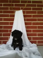 🐾 Meet Jackson – Beautiful F1B Yorkiepoo Puppy! 🐾, a male Yorkipoo for sale in Fresno, OH – 1 of 5