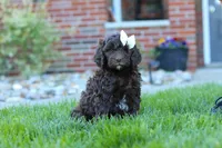 Daisy, a female Newfypoo for sale in Fresno, OH – 3 of 6