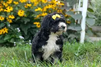 Dolly🎀, a female Bernedoodle for sale in Fresno, OH – 5 of 10