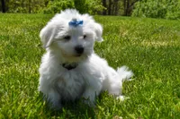 Justin , a male Maltese for sale in Fresno, OH – 8 of 10