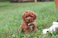 Jordan, a male Cavapoo for sale in Fresno, OH – 2 of 8