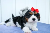 Winston 🐶, a male Cavalier King Charles Spaniel for sale in Fresno, OH – 2 of 10