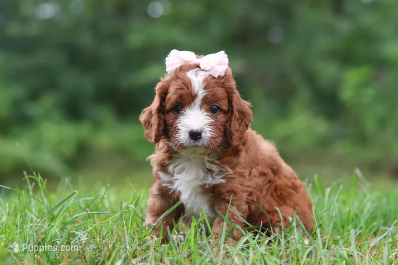 Wilma – Cavapoo puppy for sale in Fresno, OH