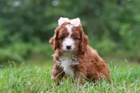 Wilma, a female Cavapoo for sale in Fresno, OH – 1 of 10