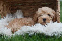 Eugene 💛🐾, a male Havapoo for sale in Fresno, OH – 7 of 10
