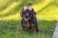 Lexi, a female Poodle - Miniature  for sale in Fresno, OH – 4 of 10