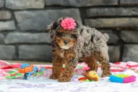 Lexi, a female Poodle - Miniature  for sale in Fresno, OH – 3 of 8