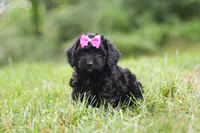 Juniper, a female Cavapoo for sale in Fresno, OH – 4 of 6