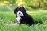 Millie, a female Miniature Bernedoodle for sale in Fresno, OH – 3 of 6