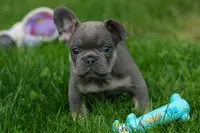 Kilo , a male French Bulldog for sale in Fresno, OH – 9 of 10