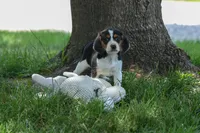 💕Millie Mae 🐶, a female Beagle for sale in Fresno, OH – 4 of 10