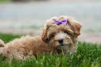 Ellie Mae 💛🐾, a female Havapoo for sale in Fresno, OH – 6 of 10