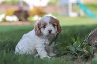 Asher, a male Cavapoo for sale in Fresno, OH – 6 of 7