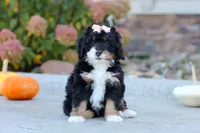Marshmallow, a female Miniature Bernedoodle for sale in Fresno, OH – 2 of 6