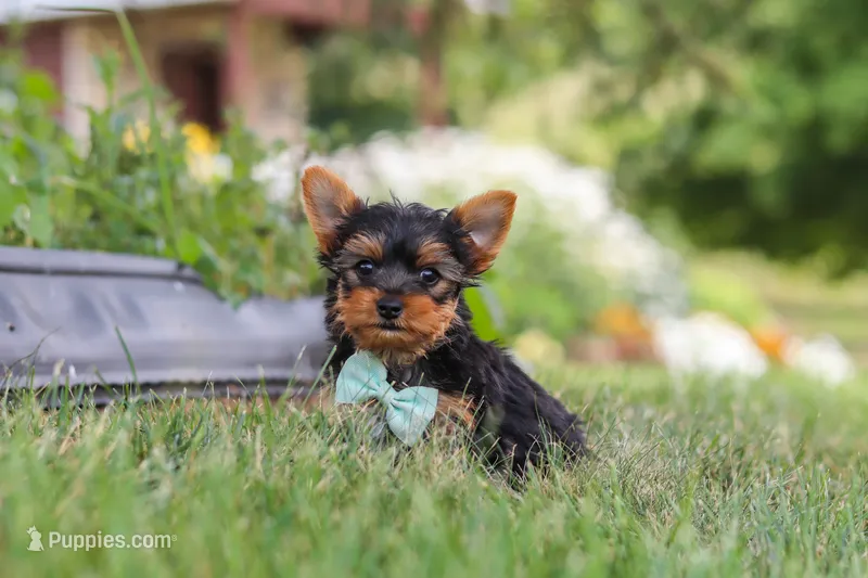 Benji – Yorkshire Terrier puppy for sale in Fresno, OH