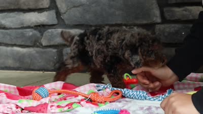 Lexi, a female Poodle - Miniature  for sale in Fresno, OH – 8 of 8