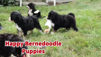 Daisy, a female Bernedoodle for sale in Fresno, OH – 10 of 10