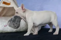 💕Jasmine, a female French Bulldog for sale in Fresno, OH – 6 of 10