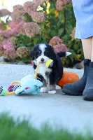 Smoke, a male Miniature Bernedoodle for sale in Fresno, OH – 6 of 8