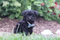 Ricky, a male Yorkipoo for sale in Fresno, OH – 1 of 6