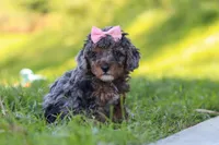 Lexi, a female Poodle - Miniature  for sale in Fresno, OH – 6 of 10