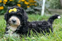 Dolly🎀, a female Bernedoodle for sale in Fresno, OH – 7 of 10