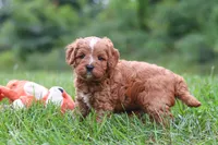 Wesley, a male Cavapoo for sale in Fresno, OH – 6 of 10