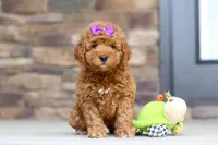 Vanessa, a female Goldendoodle for sale in Fresno, OH – 4 of 8